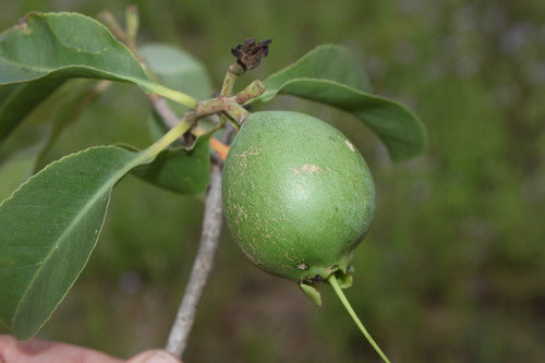 Cocky Apple (Planchonia careya) fruit seeds for planting, featuring the distinctive seeds of an Australian native tropical tree.