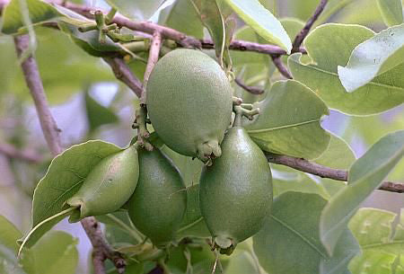 Cocky Apple (Planchonia careya) fruit seeds for planting, featuring the distinctive seeds of an Australian native tropical tree.