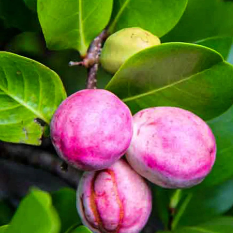 Chrysobalanus Icaco Fruit Seeds for Planting for Growing Cocoplum