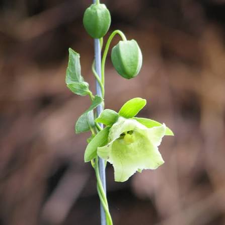 Dangshen Codonopsis pilosula herb seeds for planting in home gardens