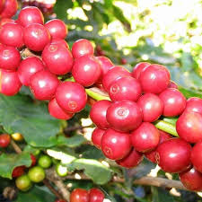 Dwarf Coffee Plant Seeds for Planting featuring a compact Coffea arabica evergreen shrub with glossy green leaves, fragrant white flowers, and ripe red coffee cherries