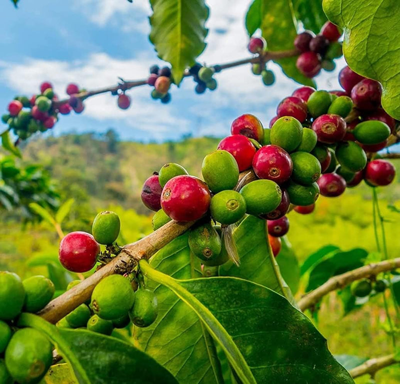 Arabica Coffee Tree Coffea arabica Seeds for Planting – Heirloom Non-GMO Garden Seeds