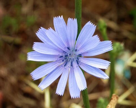 Coffee Chicory Herb Seeds for planting and growing in home gardens