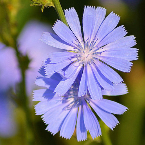 Coffee Chicory Herb Seeds for planting and growing in home gardens