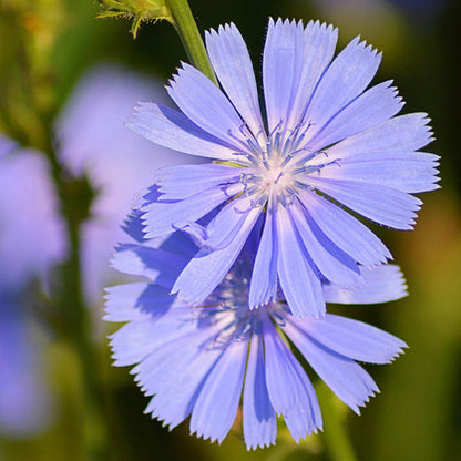 Coffee Chicory Herb Seeds for planting and growing in home gardens