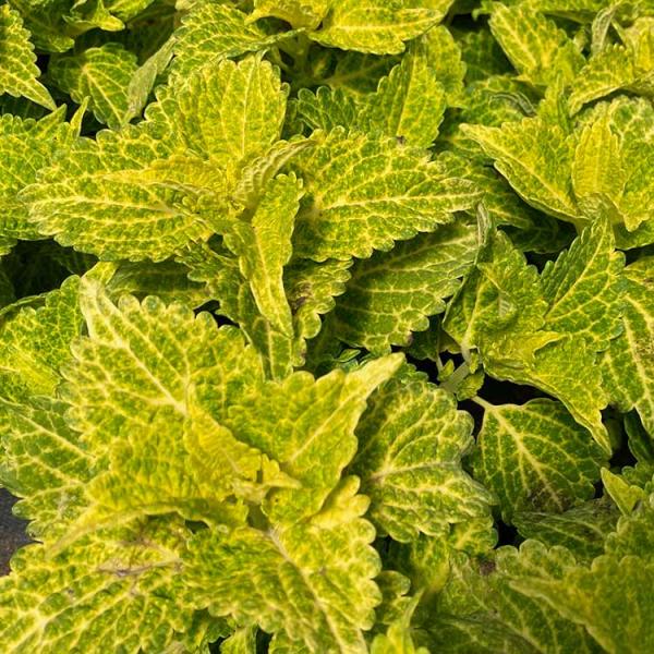 Green Yellow flower seeds