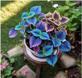 Coleus Plants in Ornamental Patio Containers