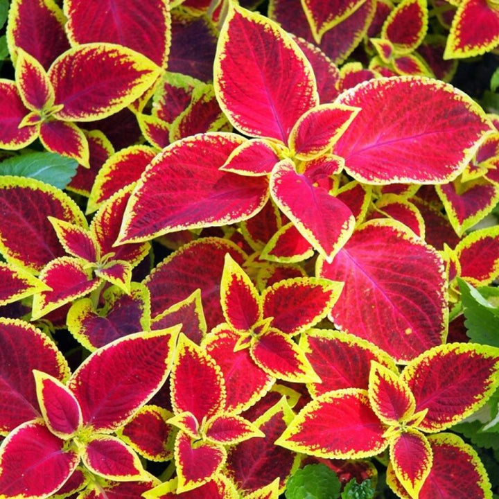 Yellow Red flower seeds