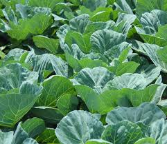 Fresh Collard Greens Growing in Home Vegetable Garden