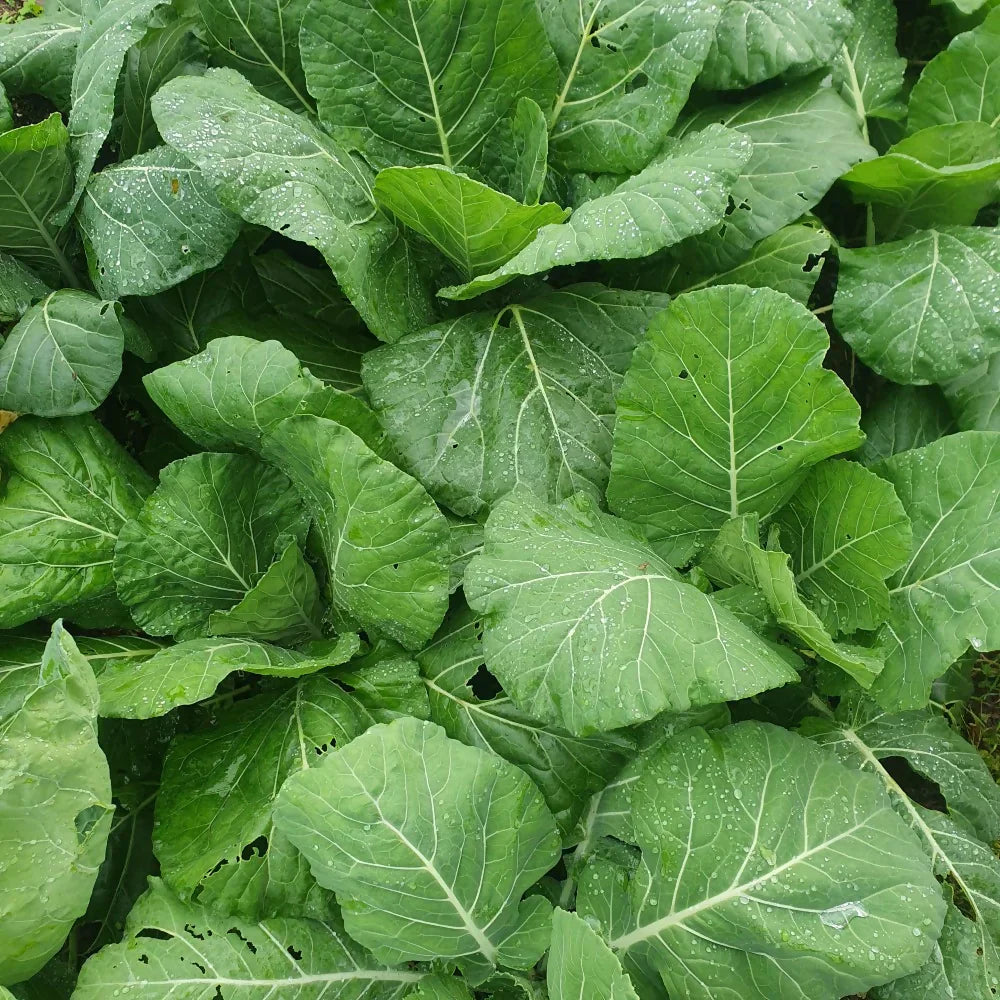 Fresh Collard Greens Growing in Home Vegetable Garden
