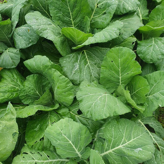 Fresh Collard Greens Growing in Home Vegetable Garden
