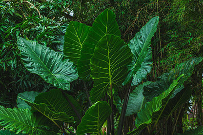 Elephant's Ear Flower Seeds for planting with large tropical heart-shaped foliage