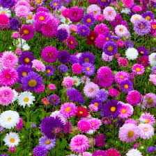 Mixed Aster Flowers Growing in Sunny Garden