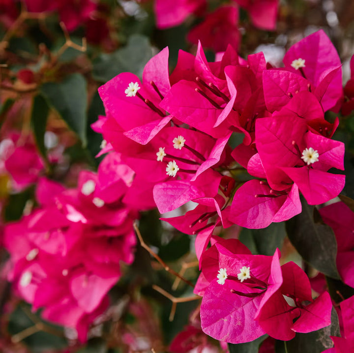 Vibrant Bougainvillea Growing in Sunny Patio Container