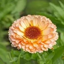 Triangle Flashback Calendula Flower Garden Display