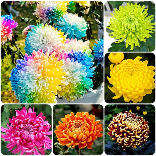 Rainbow Chrysanthemum flower seeds