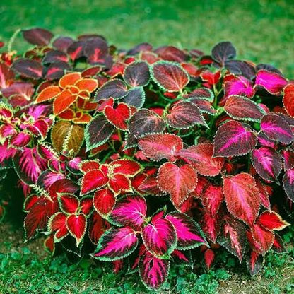 Colorful Coleus Foliage in Cottage Garden Display