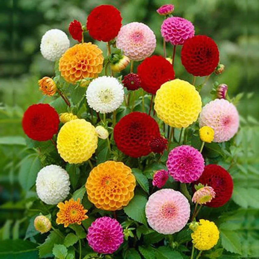 Two Color flower seeds