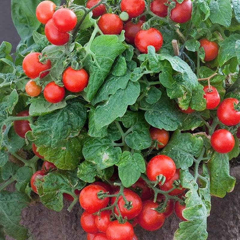Mixed Giant Tomato Seeds for Planting – Heirloom Non-GMO Garden Seeds