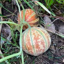 mixed kajari melon seeds