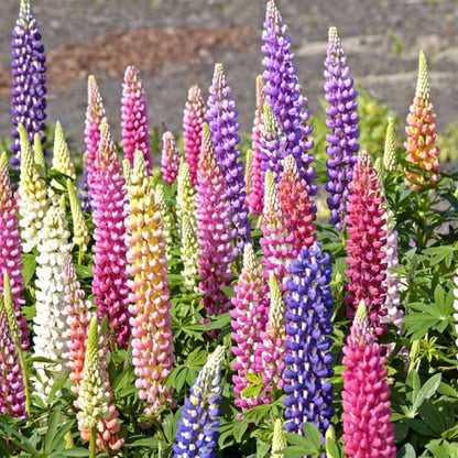 Lupine Mixed Flower Seeds for Planting with Colorful Lupine Flower Spikes