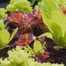 Fresh Mixed Lettuce Salad Greens Harvest
