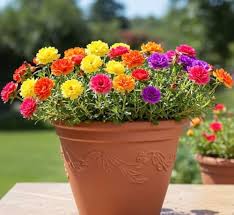Moss Rose Portulaca Flower Seeds for Planting
