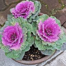 Heirloom Nagoya Ornamental Kale Garden