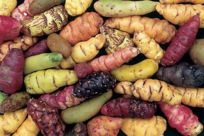 Oca root vegetable plant with clover-like green foliage and colorful underground tubers grown in a home vegetable garden.
