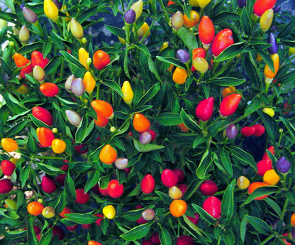 Ornamental Hot Pepper Seeds for Planting – Heirloom Non-GMO Garden Seeds