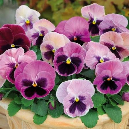 Multi-Colored Pansy Flower Seeds