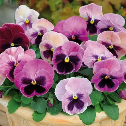 Multi-Colored Pansy Flower Seeds