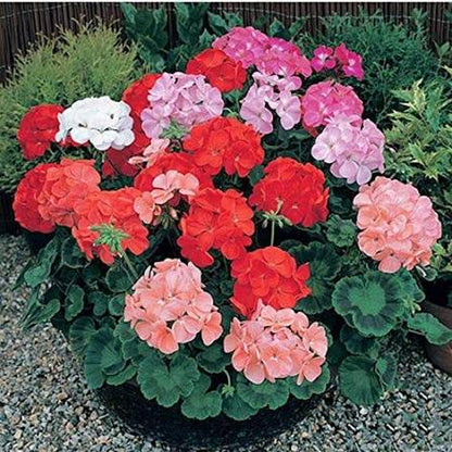 Mixed Pelargonium Perennial Flower Seeds for Planting