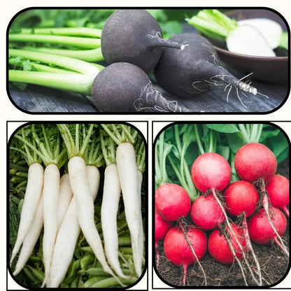Mixed Radish Seeds for Planting – Heirloom Non-GMO Garden Seeds
