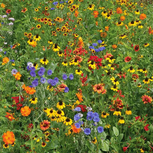 Bulk Southeast Wildflower Seed Mix with colorful flowers growing in a natural garden meadow