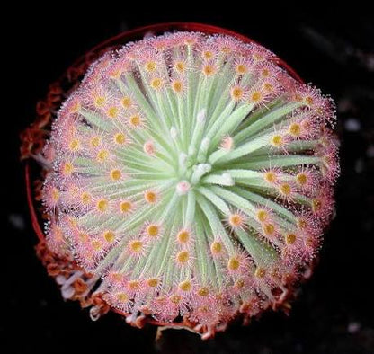 Colorful Sundew Leaves with Sticky Tentacles