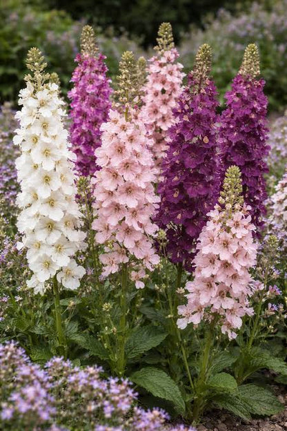 Mixed Verbascum flower seeds growing into tall colorful flowering spikes in a sunny cottage garden