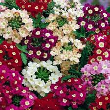 Mixed Verbena Growing in Cottage Garden