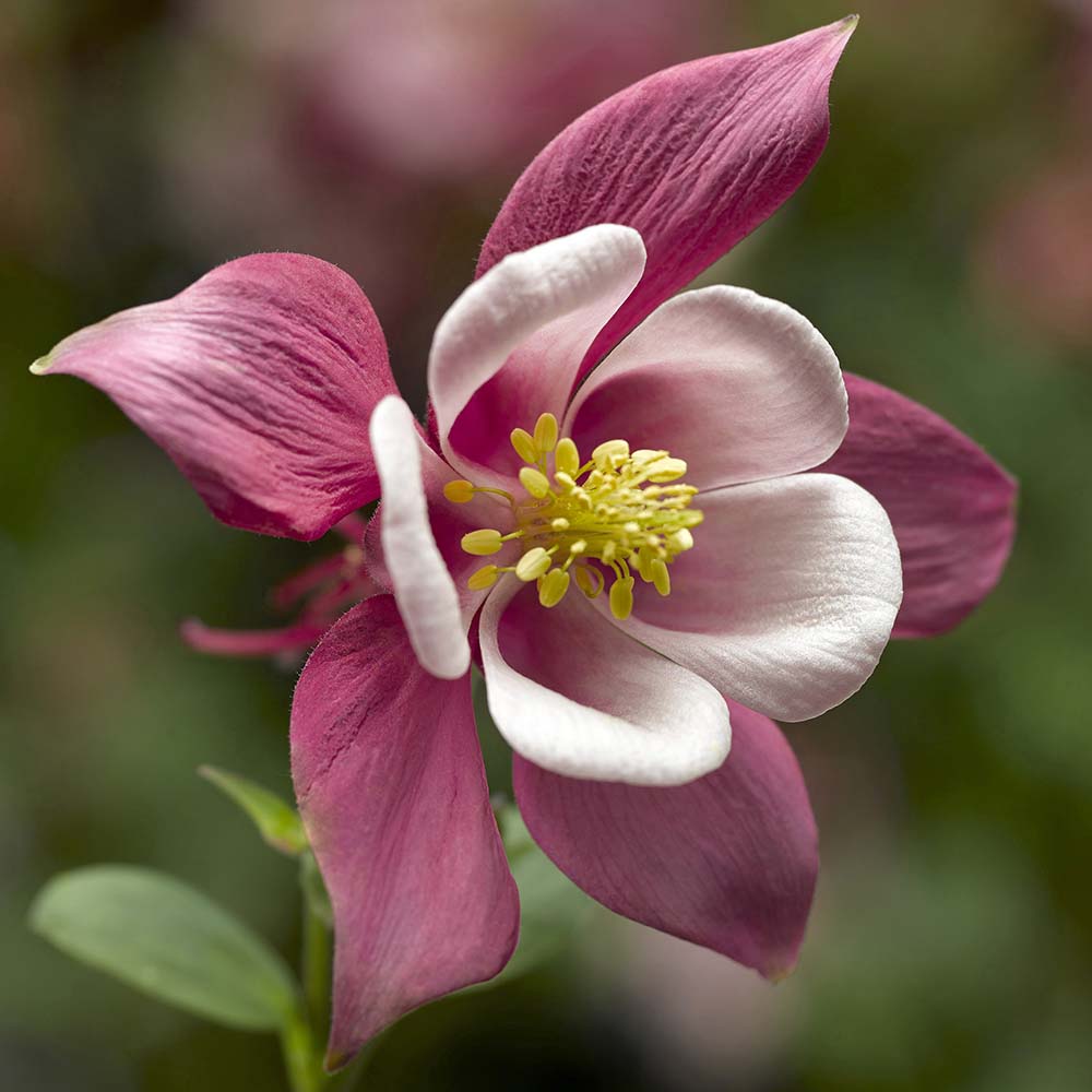 Pale Pink flower seeds