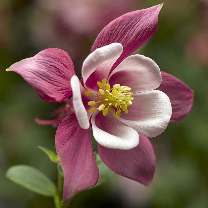 Pale Pink flower seeds