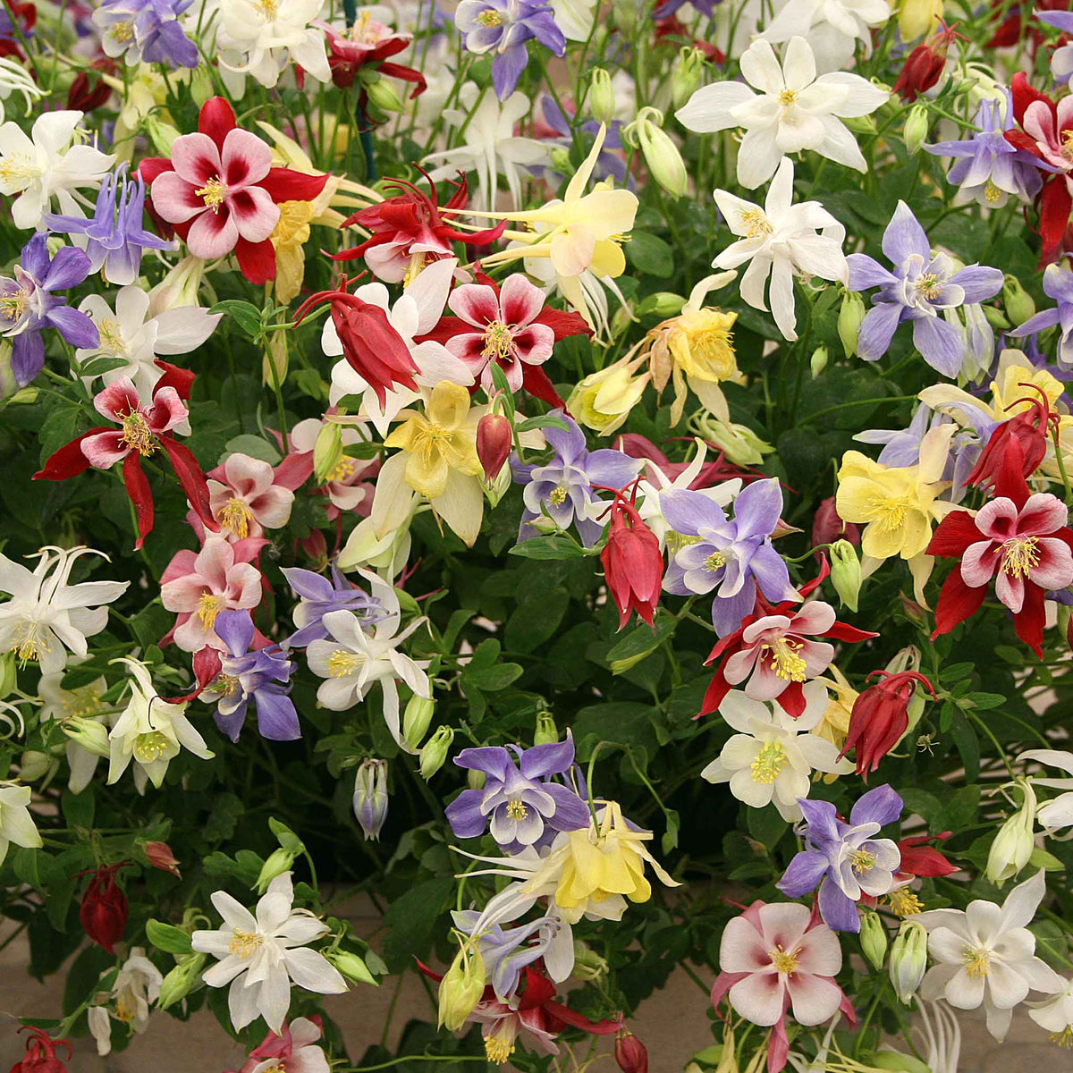 Mckana Giant Columbine plant