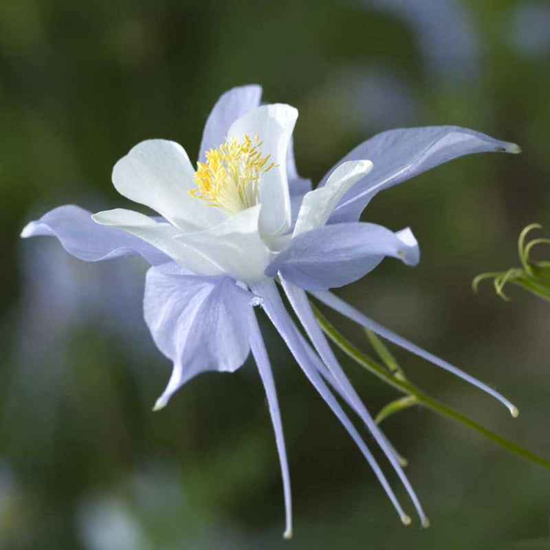 Columbine Flower Seeds for Planting – Heirloom Non-GMO Garden Seeds