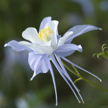 Columbine Flower Seeds for Planting – Heirloom Non-GMO Garden Seeds