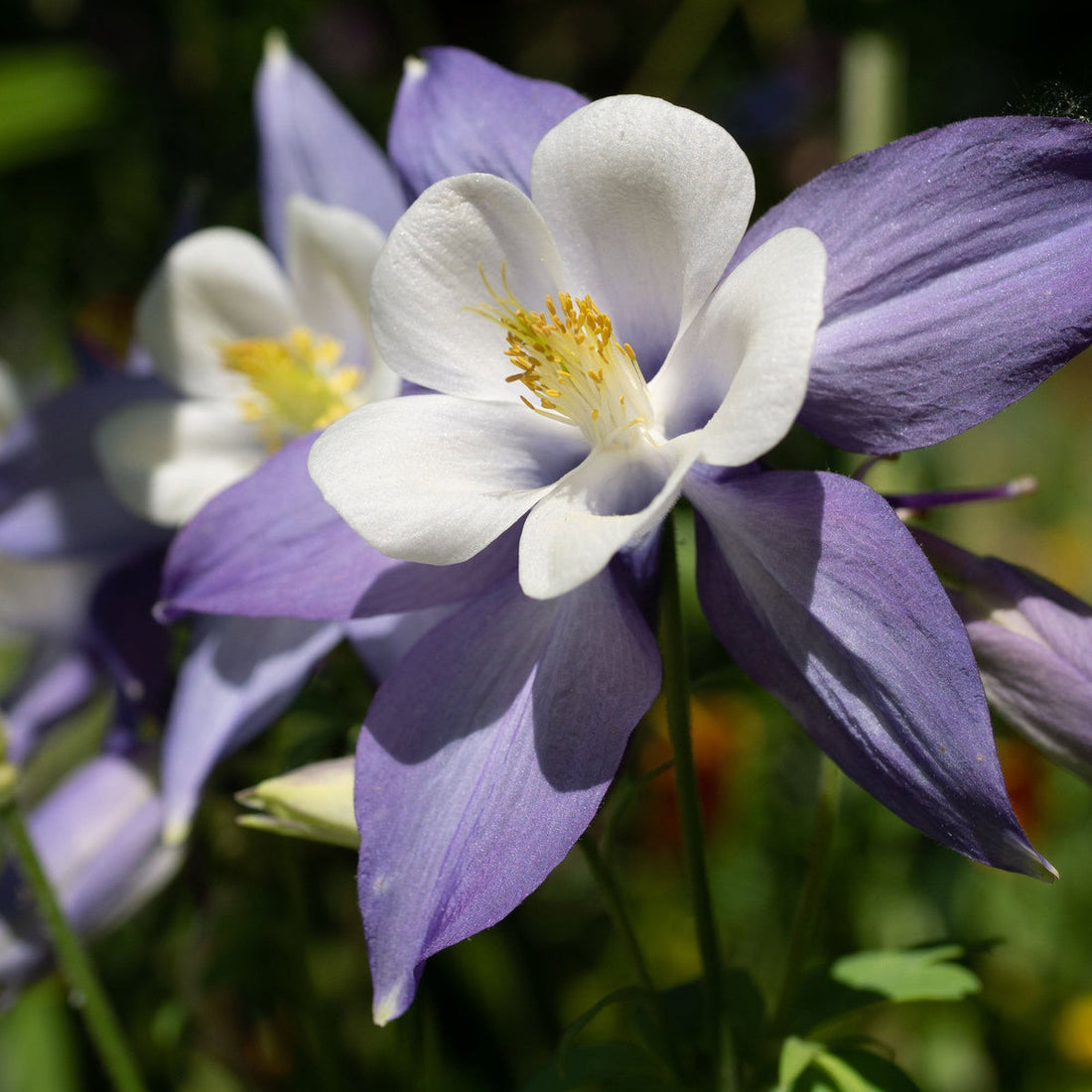 Columbine flower seeds