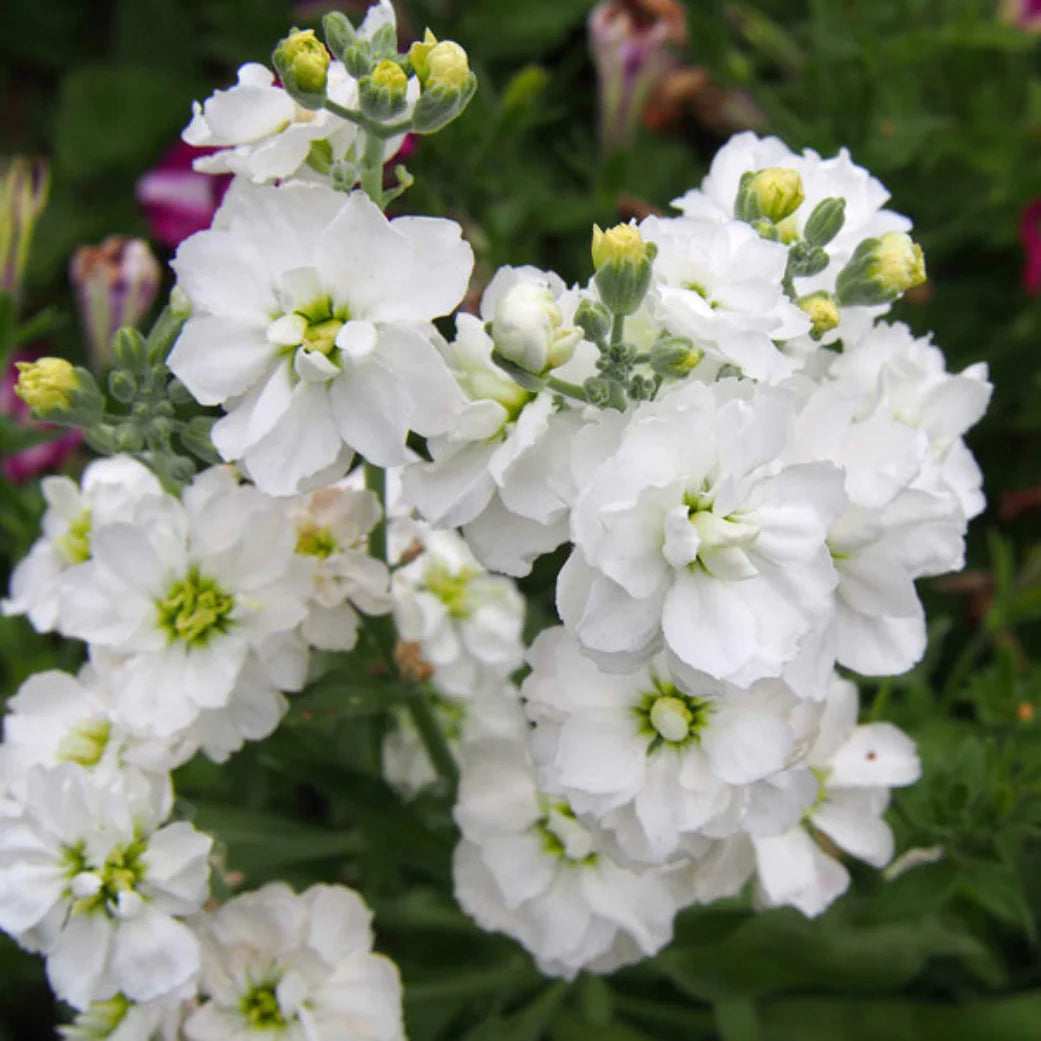Matthiola flower seeds