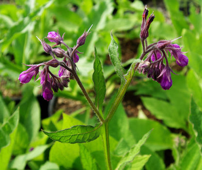 Comfrey Herb Seeds for Planting – Heirloom Non-GMO Garden Seeds