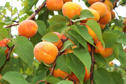 Common Apricot Prunus armeniaca Fruit Seeds for Planting – Heirloom Non-GMO Garden Seeds