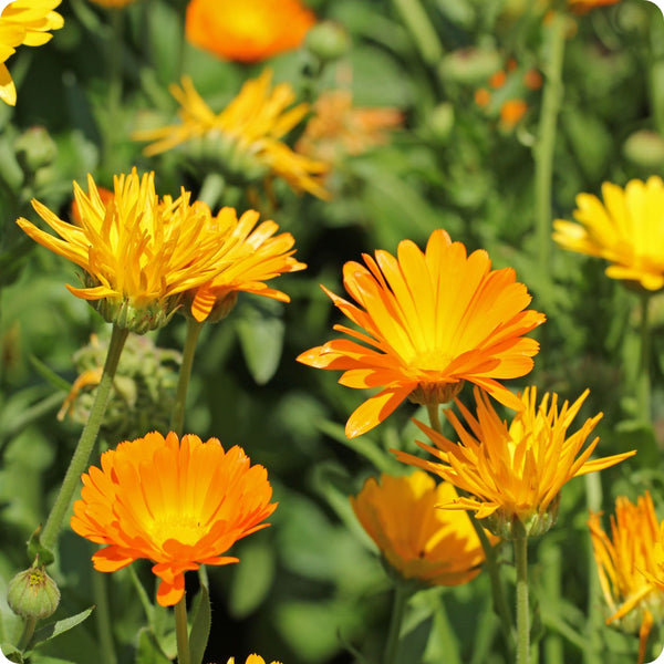 Calendula Flower Seeds for Planting – Heirloom Non-GMO Garden Seeds