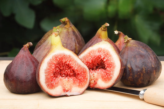 Common Edible Fig Fruit Seeds for Planting – Heirloom Non-GMO Garden Seeds