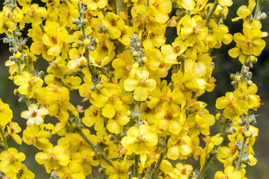 Graines de Molène bouillon-blanc jaune à planter – Semences potagères anciennes sans OGM
